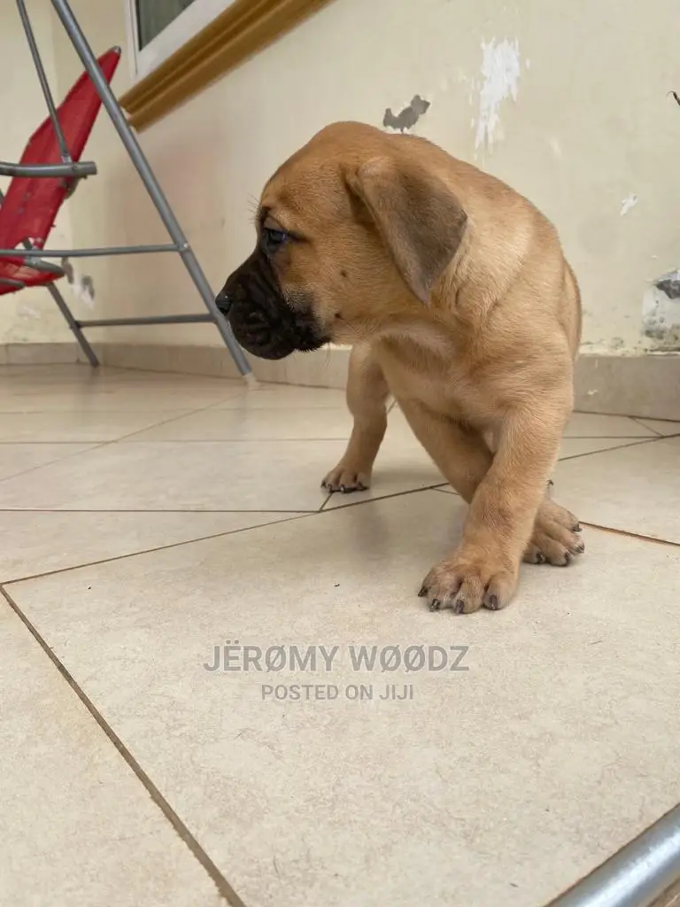 1-3 Months Male Purebred Boerboel