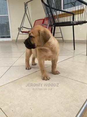 1-3 Months Male Purebred Boerboel