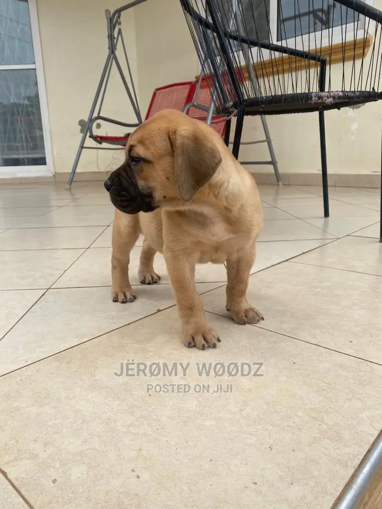 1-3 Months Male Purebred Boerboel