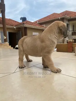 1-3 Months Male Purebred Boerboel