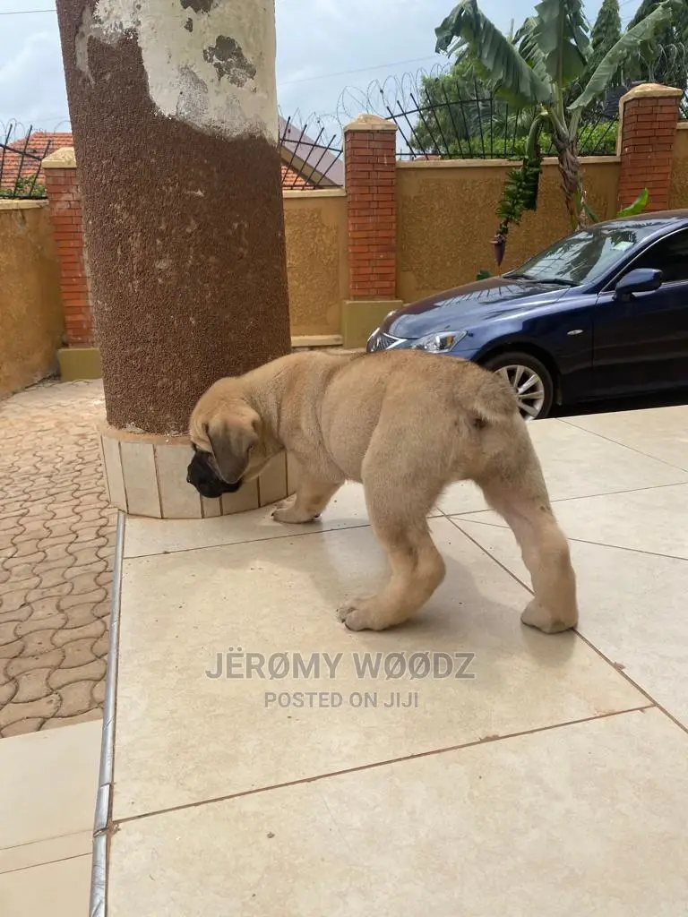 1-3 Months Male Purebred Boerboel