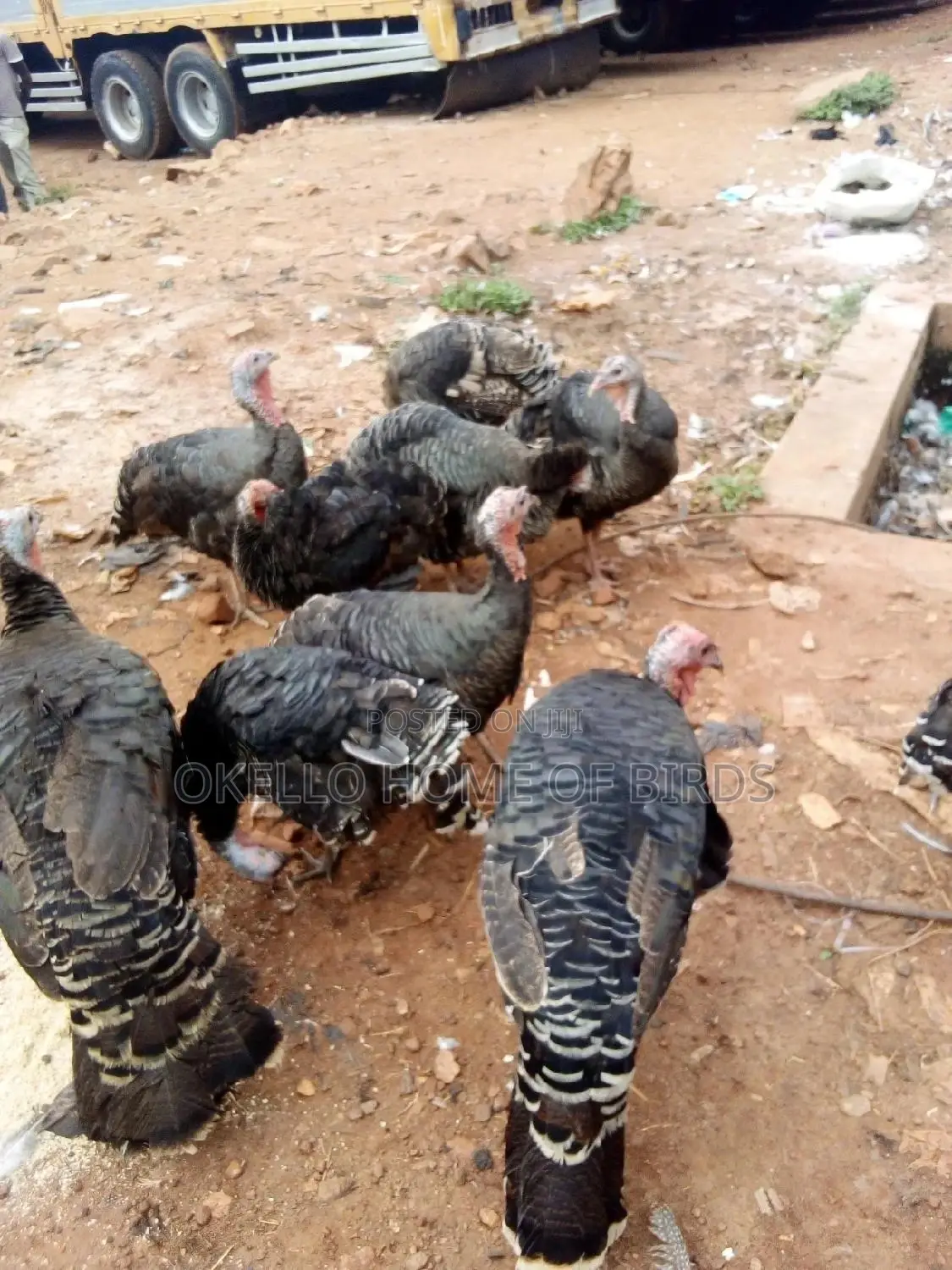 Female Turkeys for Sell