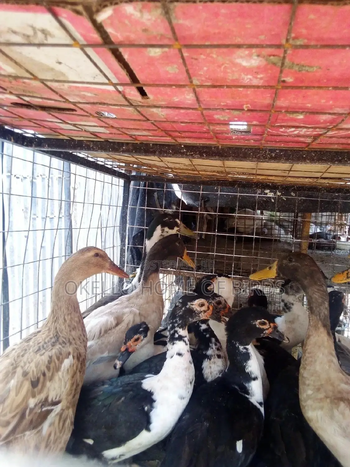 Indian Runner Duckz for Sell in Kampala