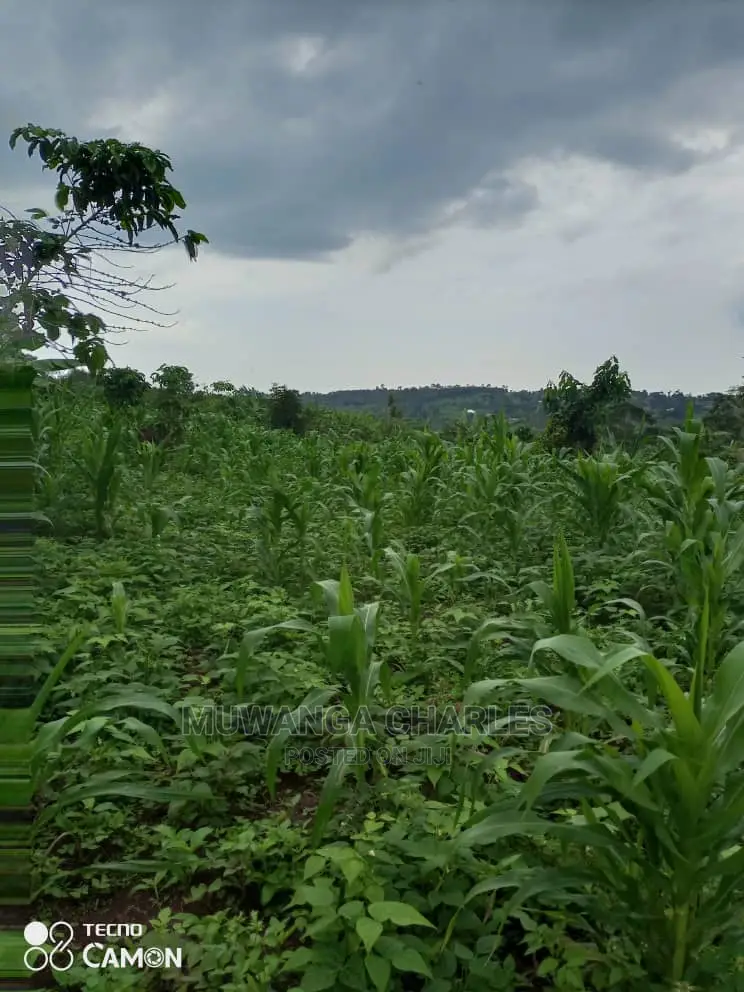 3acres of Land for Sale at Zirobwe Tongo