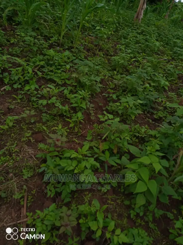 3acres of Land for Sale at Zirobwe Tongo