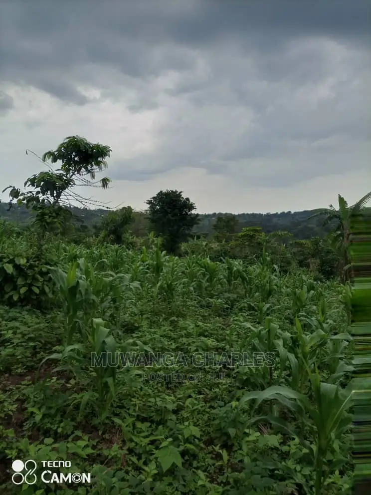 5acres Of Land For Sale At Wabutungulu Zirobwe