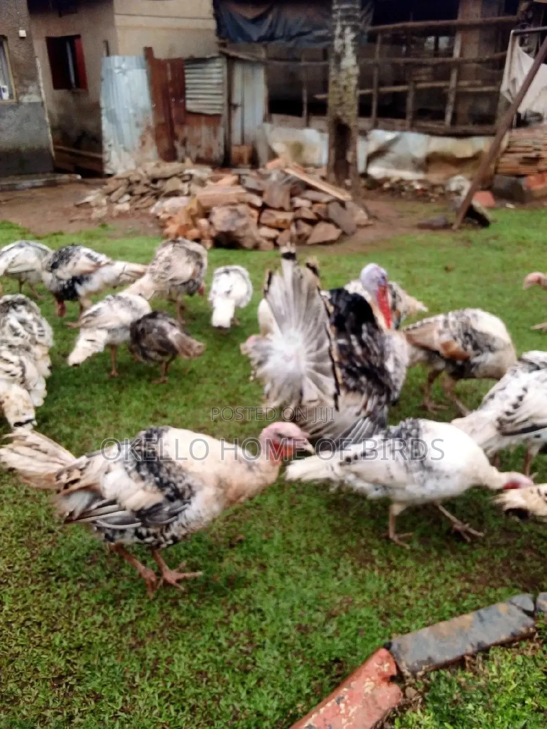 Sekoko for Sell Male and Female