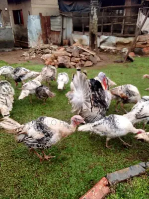 Sekoko for Sell Male and Female