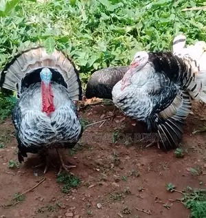 Big White Black Male Turkeys for Sell