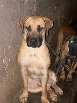 6-12 Months Male Purebred Boerboel