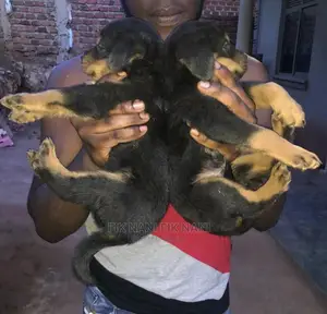 1-3 Months Male Purebred Rottweiler
