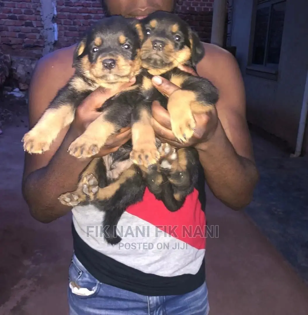 1-3 Months Male Purebred Rottweiler