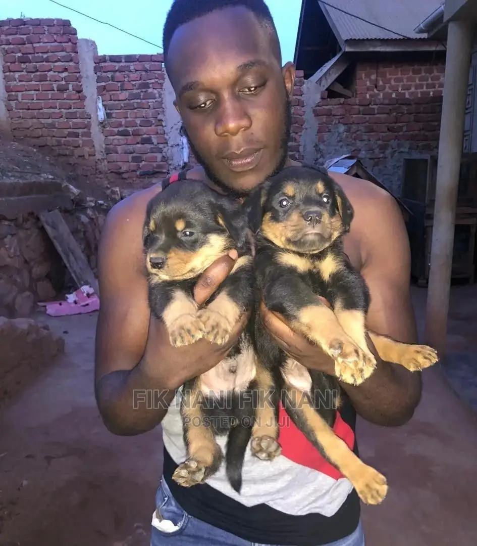 1-3 Months Male Purebred Rottweiler