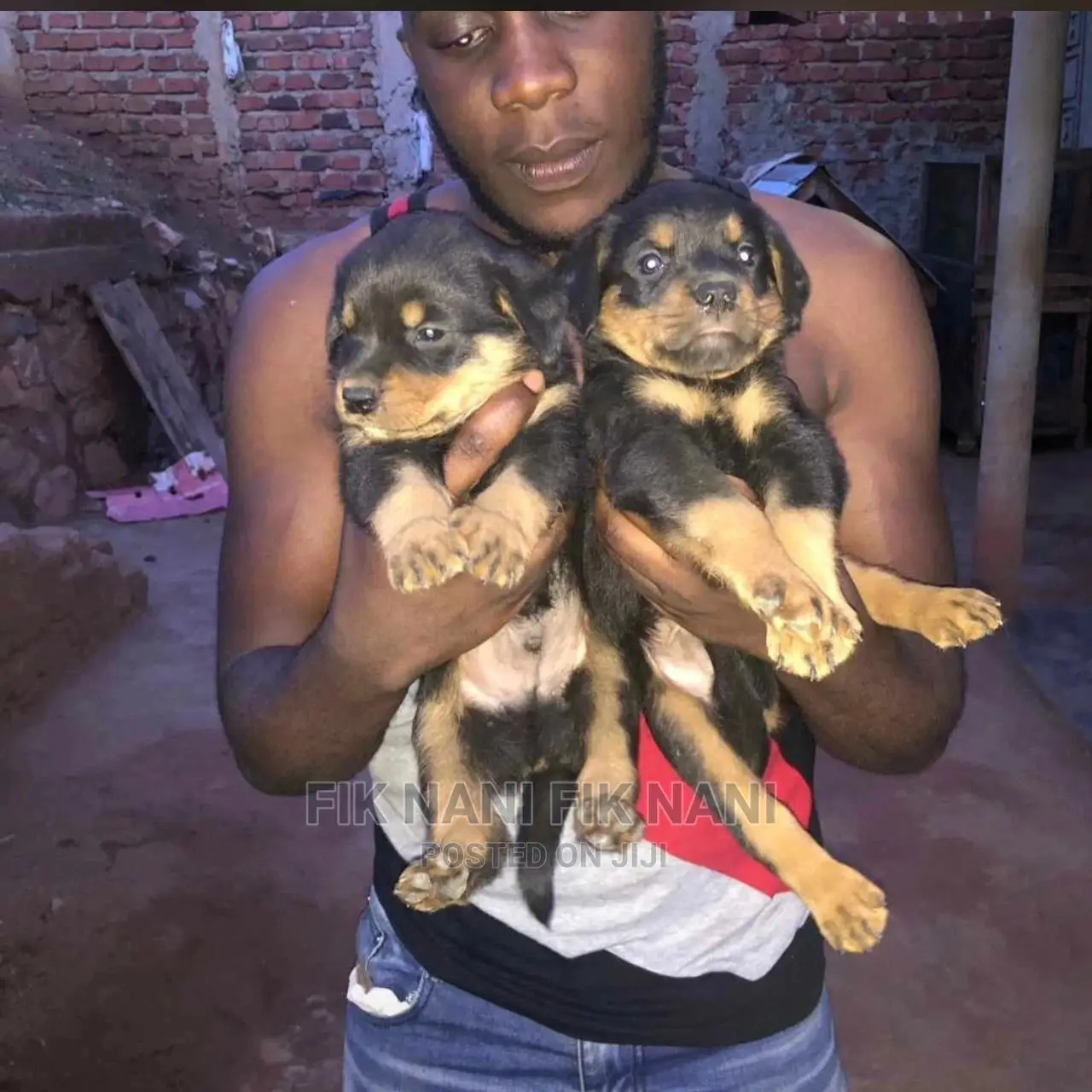 1-3 Months Male Purebred Rottweiler