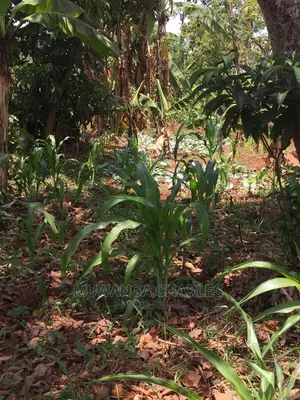4acres of Land for Sale at Zirobwe Wabutungulu
