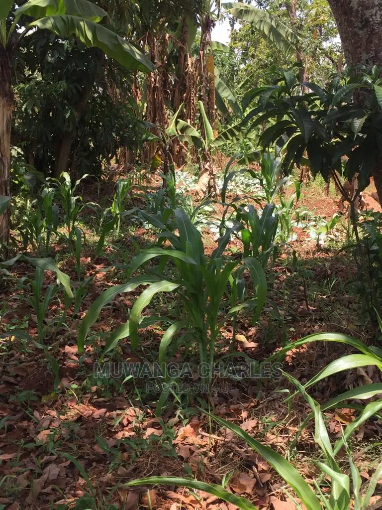 4acres of Land for Sale at Zirobwe Wabutungulu