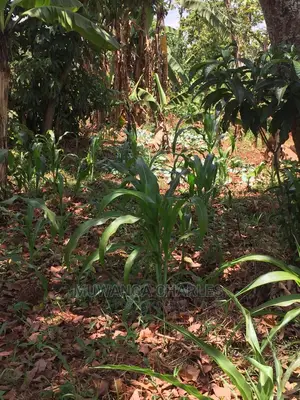 4acres of Land for Sale at Zirobwe Wabutungulu