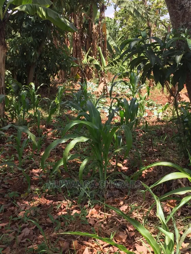 4acres of Land for Sale at Zirobwe Wabutungulu