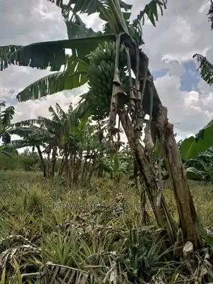 10acres of Land for Sale at Luwero Kikyusa