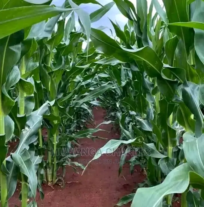 10acres of Land for Sale at Luwero Kikyusa