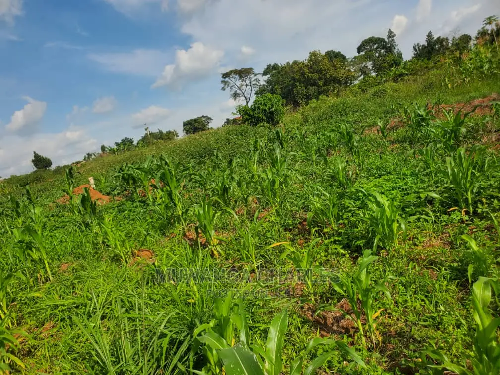 25decimals Plot of Land for Sale at Buwate