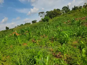 25decimals Plot of Land for Sale at Buwate