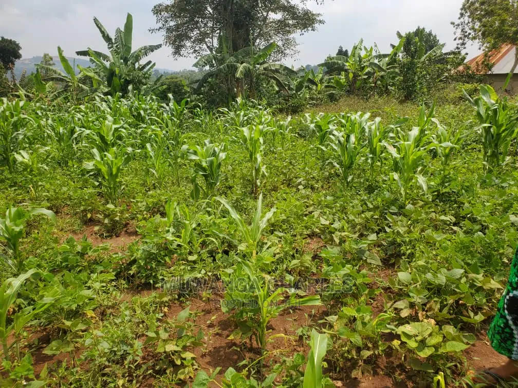 50by50ft Plot for Sale at Kiwenda