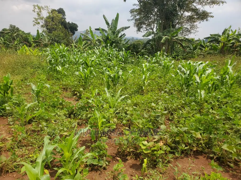 50by50ft Plot for Sale at Kiwenda