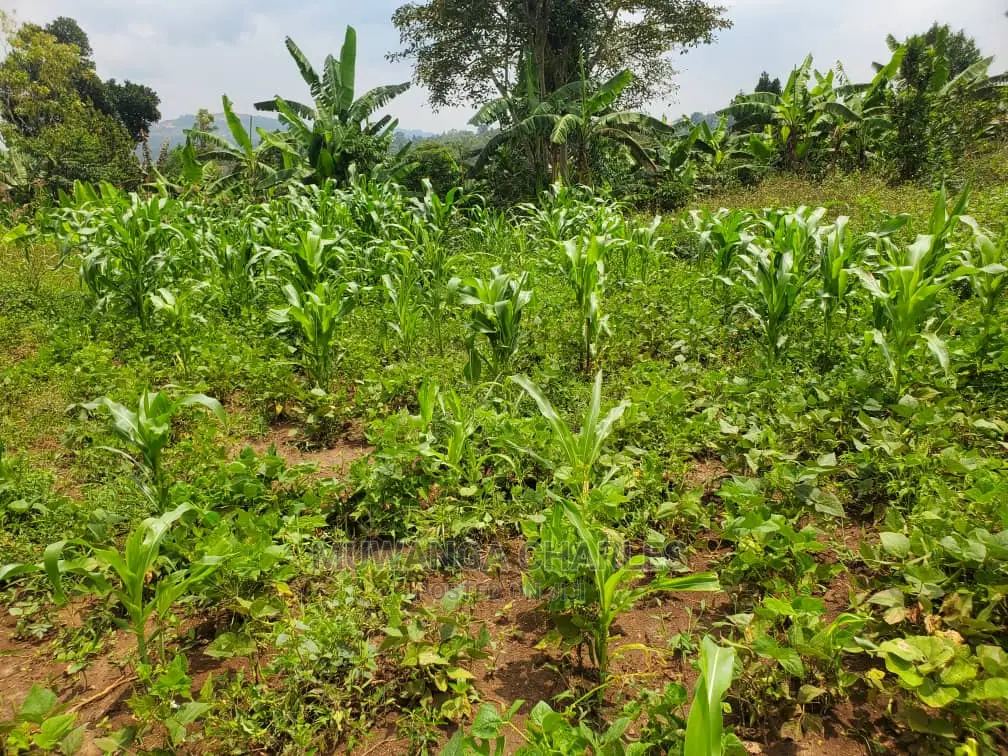 50by50ft Plot for Sale at Kiwenda