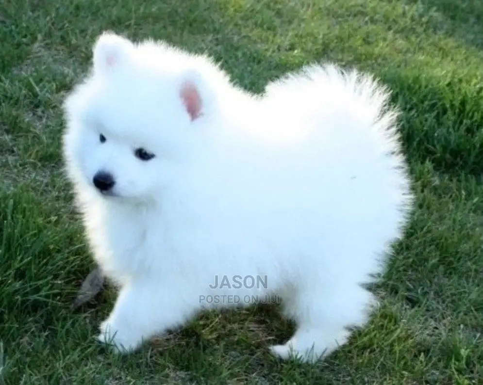 1-3 Months Male Purebred Japanese Spitz