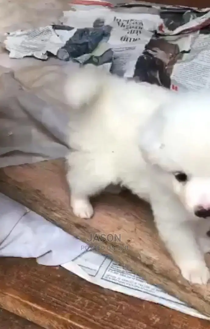 1-3 Months Male Purebred Japanese Spitz