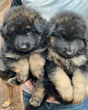 1-3 Months Male Purebred German Shepherd