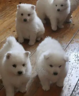 1-3 Months Female Purebred Japanese Spitz