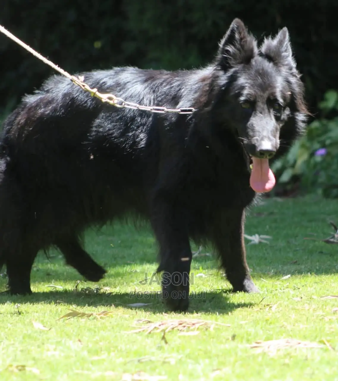 3-6 Months Male Purebred German Shepherd