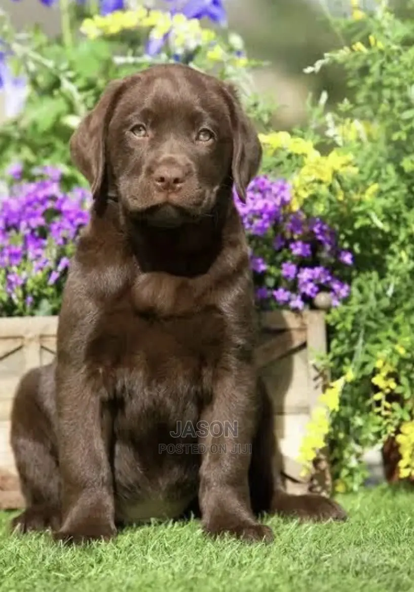3-6 Months Male Purebred Labrador Retriever