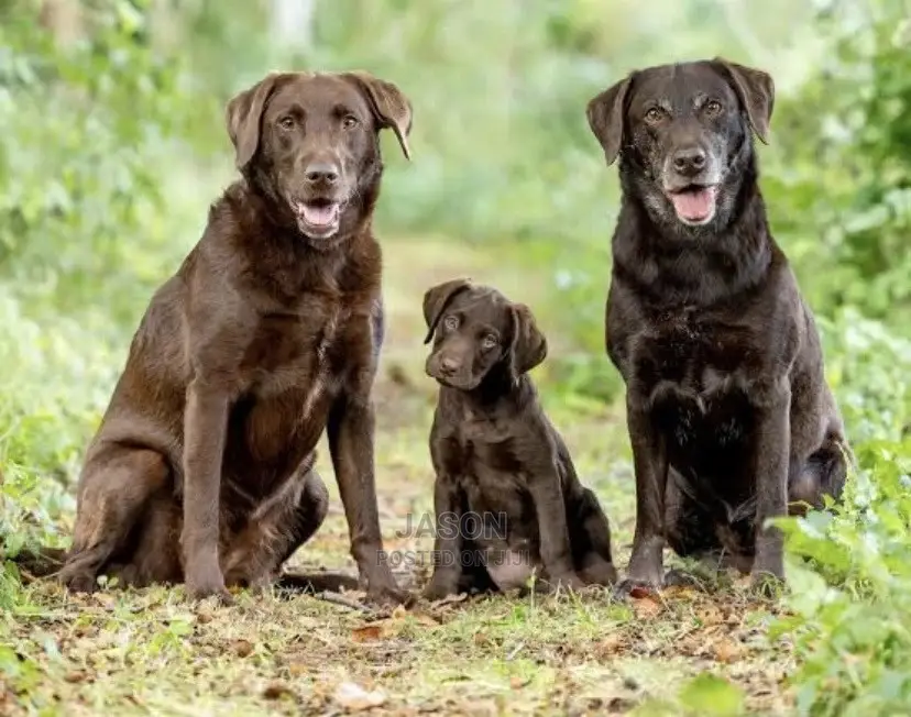 3-6 Months Male Purebred Labrador Retriever