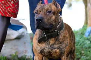 1-3 Months Male Purebred American Pit Bull Terrier