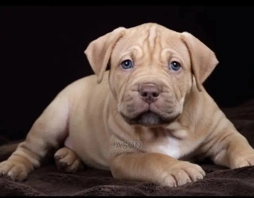 1-3 Months Male Purebred American Pit Bull Terrier