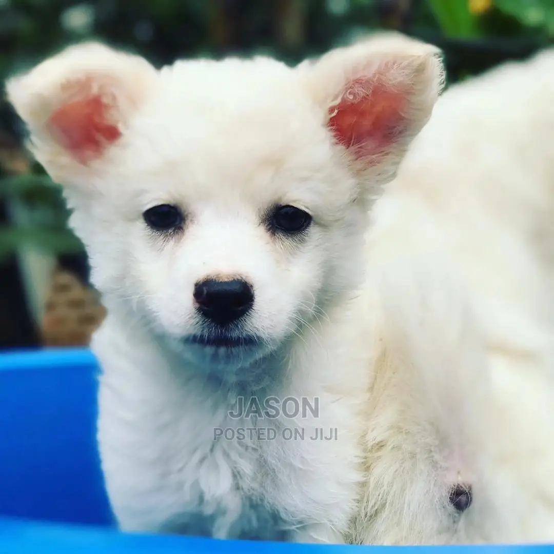 1-3 Months Male Purebred Japanese Spitz