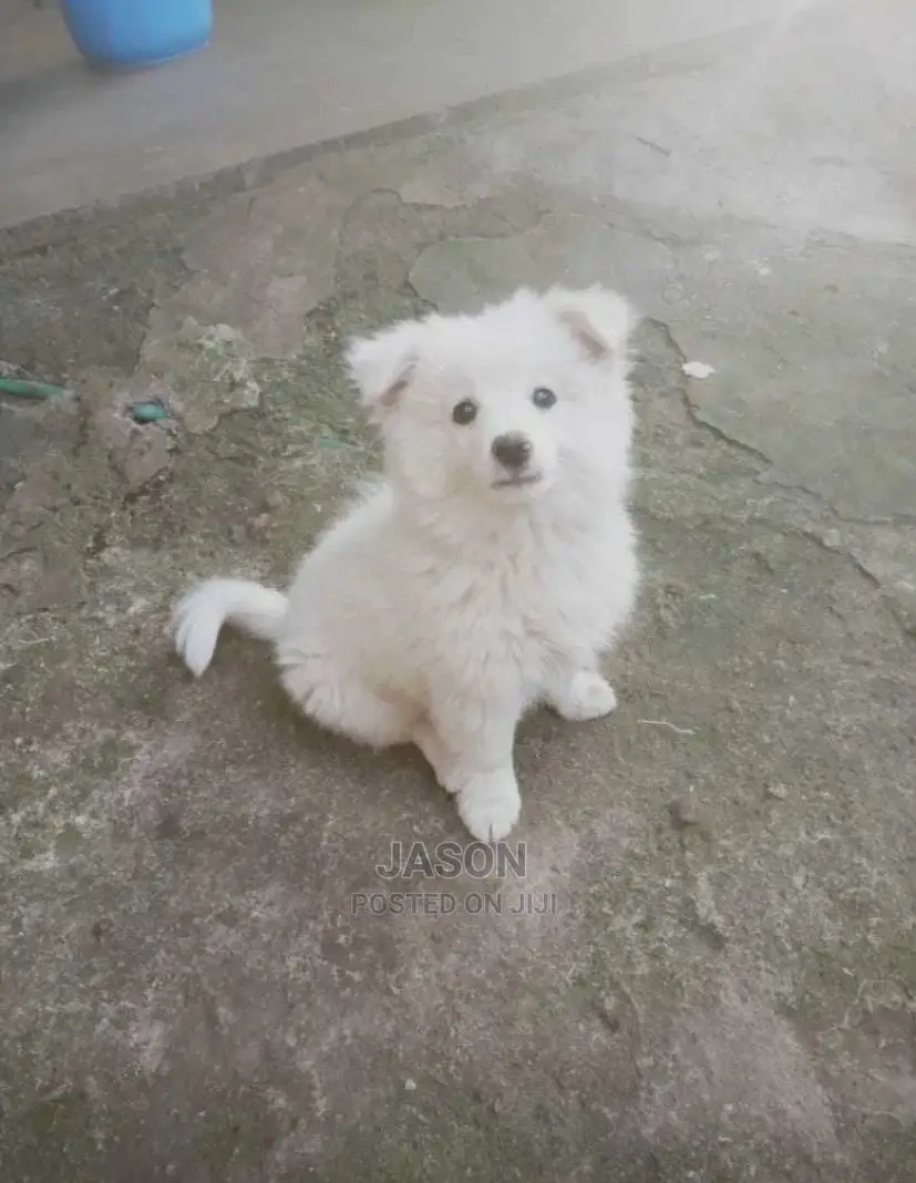 1-3 Months Male Purebred Japanese Spitz