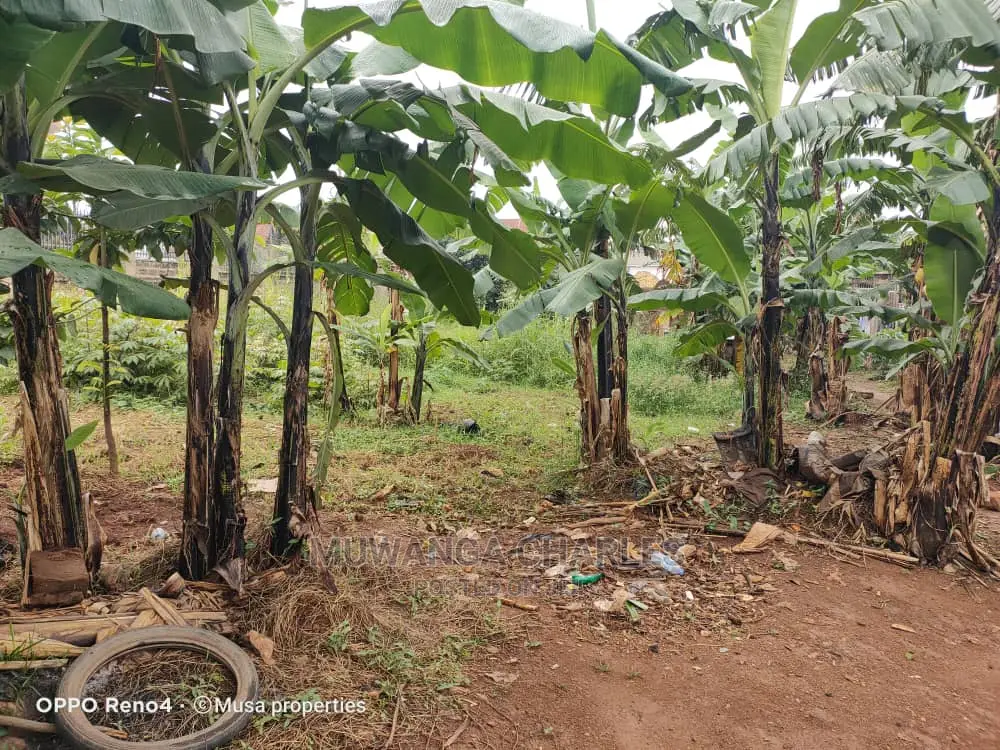 12decimals for Sale at Kungu