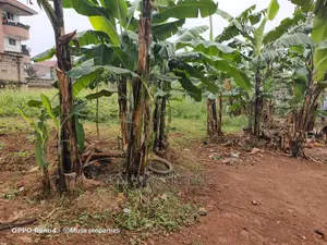 12decimals for Sale at Kungu
