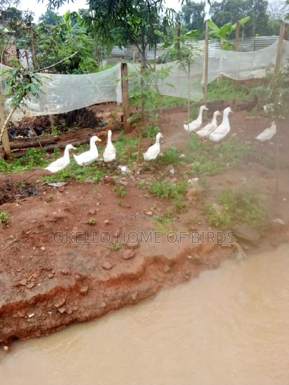 Pekin Ducks for Sell in Kampala