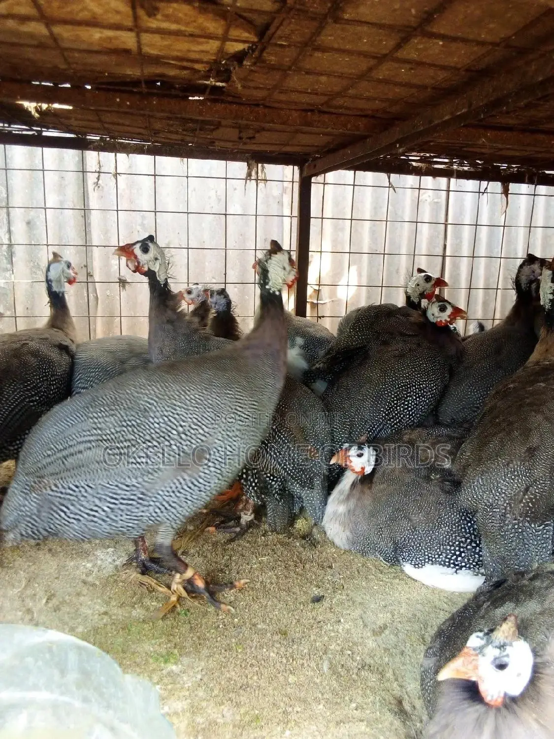 Dotted Guinea Fowlz for Sell