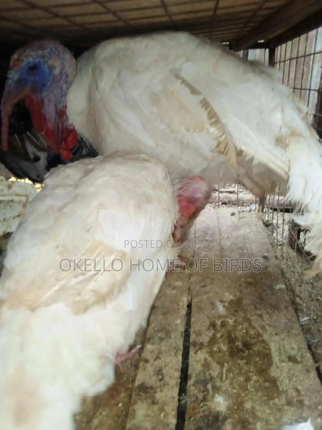 Pure White Turkeys for Sell in Kampala