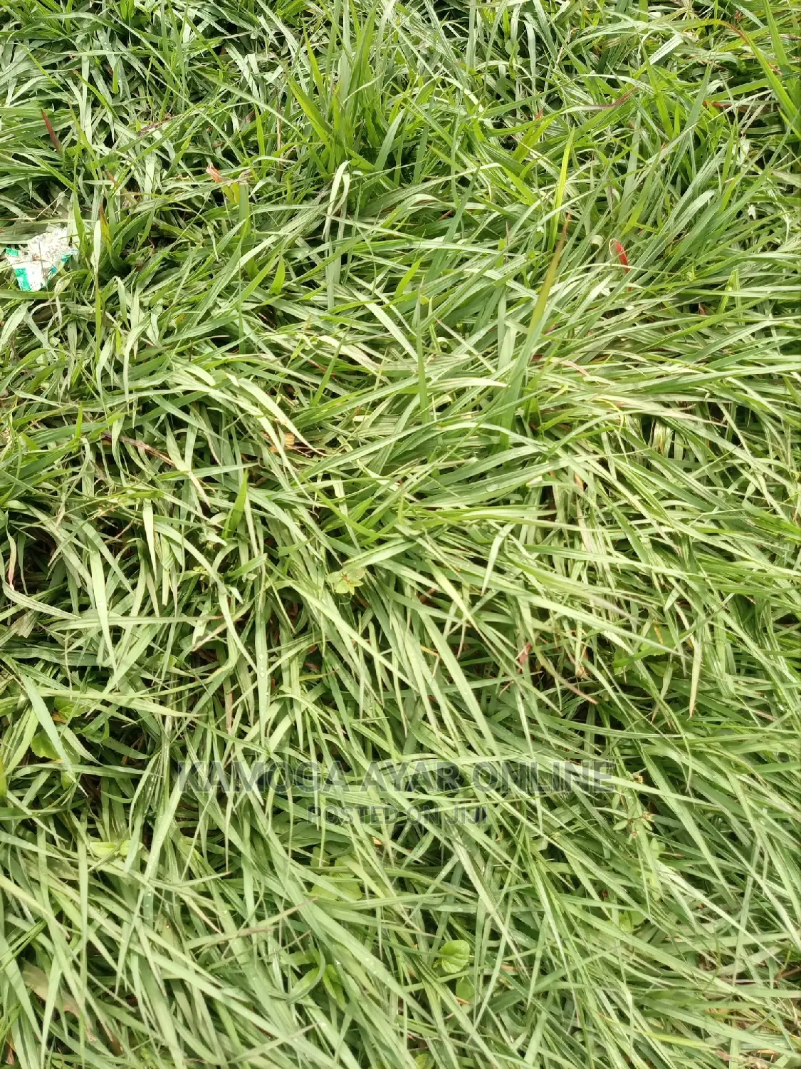 Paspalum Grass South Africa