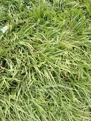 Paspalum Grass South Africa