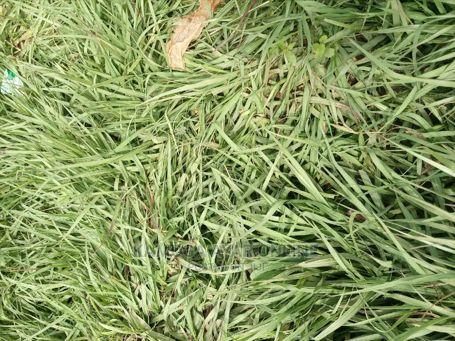 Paspalum Grass South Africa