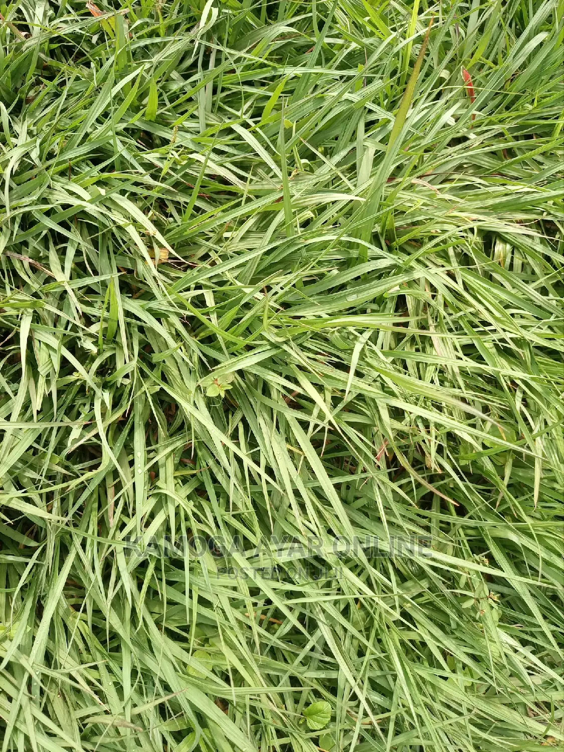 Paspalum Grass South Africa