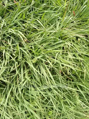 Paspalum Grass South Africa